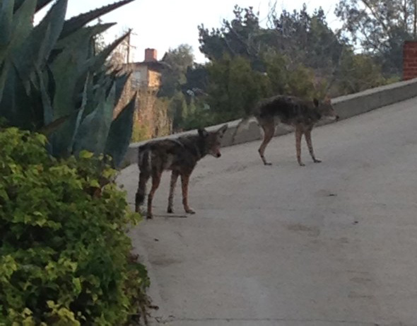More Coyotes Seen in Los Feliz